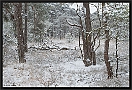 bos in sneeuw MG 9867-2 kopie